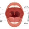tonsils